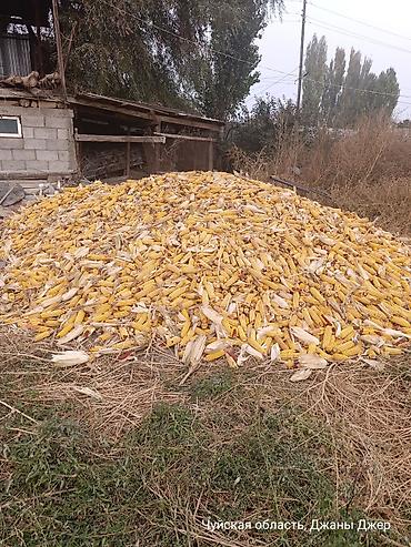 для кормление: Кукуруза в початках, урожай с поля. Большой объем, естественная сушка — 1