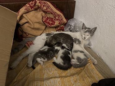 Отдам даром кошку: Кошка даром: Беспородная, 2 месяца, Девочка — 11