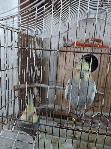 bala doşan: Nimfa (Cockatiel) tutuquşuları – bir cüt, qəfəs və yuvalıqla — 3