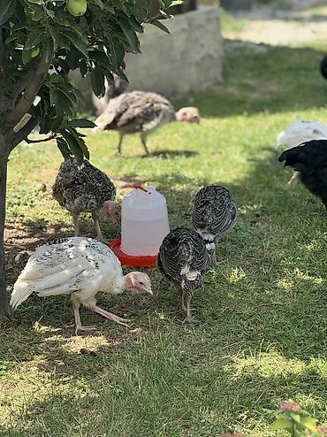 акита ино: Срочно Продаются оптом домашние гуси и индюки 🦃🪿 Продаются здоровые — 10