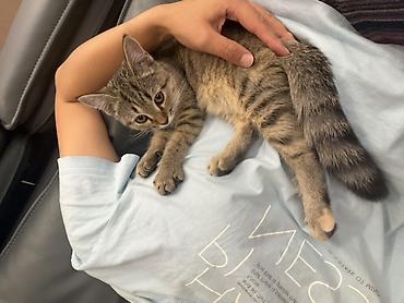 короткошерстная британская кошка: Котёнок, полосатый табби - Домашний короткошёрстный котёнок с — 2