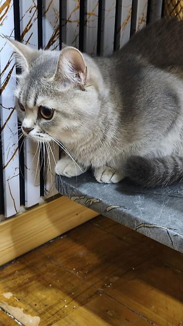 Şinşilla, Dişi, Yaxşı əllərə, Ödənişli çatdırılma lalafo.az -da Şinşilla, Dişi, Yaxşı əllərə, Ödənişli çatdırılma