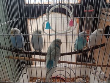 i̇t yuvası: Məhsul: Dalmatian və mavi tonlarda müxtəlif rəngli dalğıç