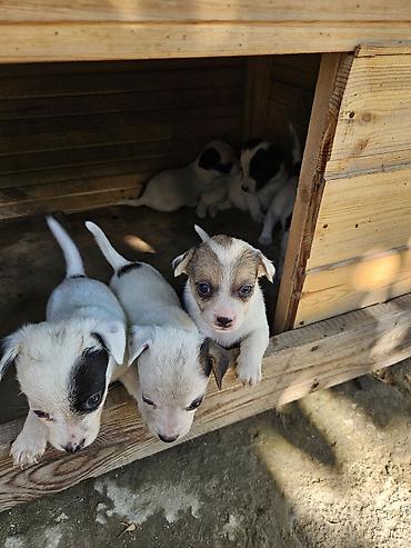 İt balaları – xırda cins, ağ rəngdə, üz və qulaqlarda qara l - lalafo.az -da İt balaları – xırda cins, ağ rəngdə, üz və qulaqlarda qara l -