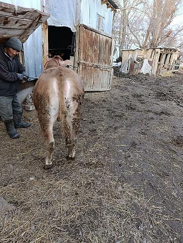 Коровы, быки: Продаю | Бык (самец) | Ангус | На откорм | Привязанные — 8