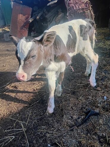 Коровы, быки: Продаю | Музоо, торпок | Полукровка | На откорм — 6