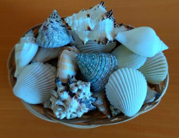 талл: Коллекция морских ракушек (39 штук) из Балтийского моря с корзинкой