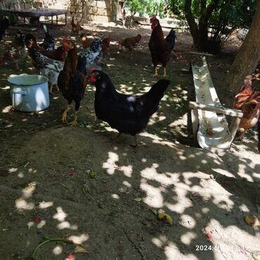 ev quşlarının satışı: Toyuq, Damazlıq, Ünvandan götürmə