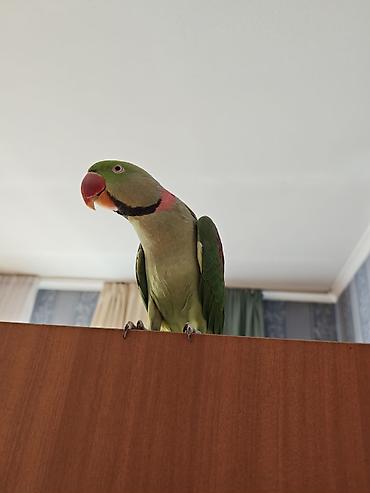 Птицы: Продам говорящего Александрийского попугая. Сформированный двух — 1