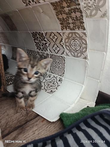 кошка веслоухий: Котята домашние отдам в хорошие руки — 6