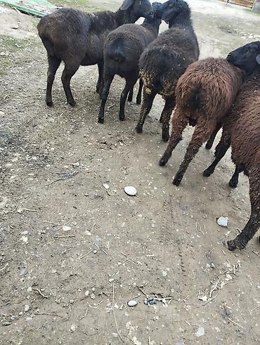 Баран, овца: Продаю | Овца (самка) | Для разведения — 7