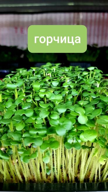 Зерновые культуры: Продаем Абсолютно отборные семена Горох элита Редиса сорта — 4