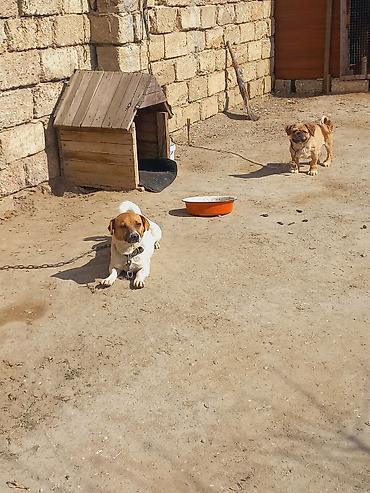 İtlər: Cek rassel teryer, 2 il, Dişi -da lalafo.az — 8 İtlər: Cek rassel teryer, 2 il, Dişi — 8