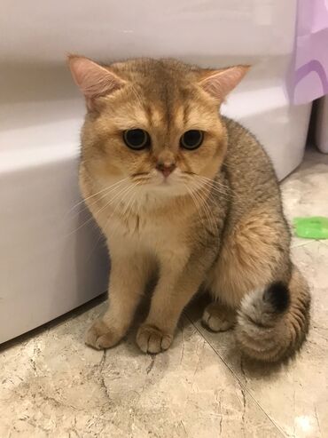 Pişiklər: Şotland yastı qulaq, Erkək, Dişi, Yaxşı əllərə, Ünvandan götürmə, Pulsuz çatdırılma, Ödənişli çatdırılma — 88