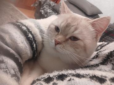 Pişiklər: Britan — 1