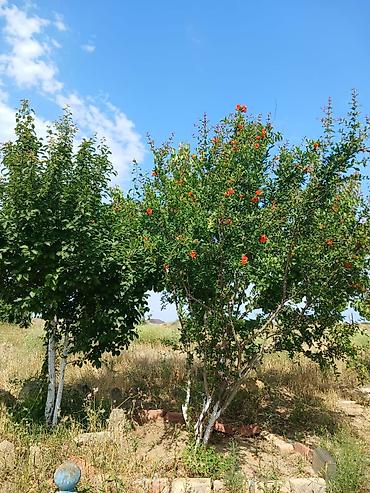 Həyət evləri və villaların satışı: Nardaran qəs. 3 otaqlı, 3 kv. m, Kredit yoxdur, Orta təmir — 12