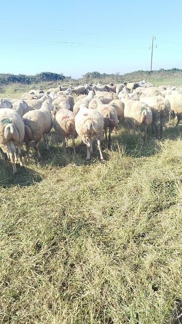 Qoyunlar, qoçlar: Qoyun sürüsü – ət və süd istiqamətli yerli cinslər - Şəkillərdə geniş -da lalafo.az — 14 Qoyunlar, qoçlar: Qoyun sürüsü – ət və süd istiqamətli yerli cinslər - Şəkillərdə geniş — 14
