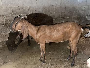 Продаю | Коза (самка) | Нубийская | Для разведения at lalafo.kg — 6 Продаю | Коза (самка) | Нубийская | Для разведения — 6