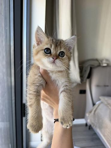 Продажа кошек: 3 месяца, Девочка, Золотая шиншилла, Приучена к лотку — 1
