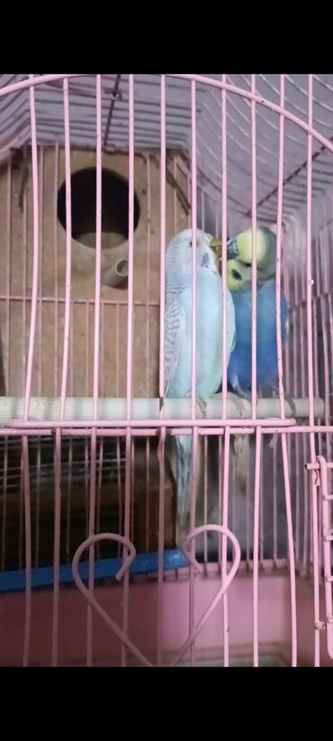 Tutuquşları: Salam hazir cut 2 defe bala almisam kocle baxli satiram hazir cut — 3