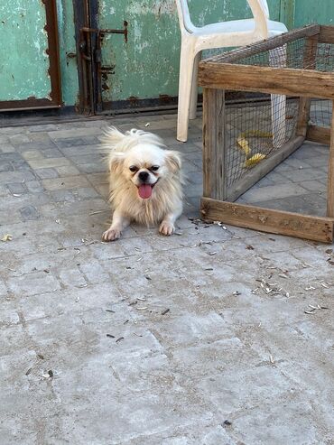 itlər alabay: Pekines, 1 il, Erkek, Peyvəndli, Ödənişli çatdırılma