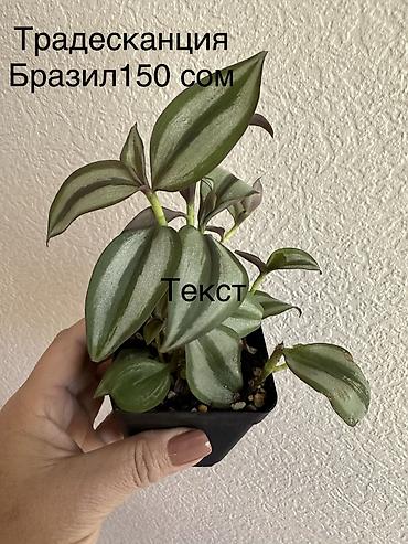 Другие комнатные растения: Укоренённые черенки растений от 150-300 сом — 5