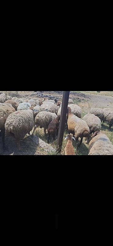 Mal-qara: Dişi, il: 10, 50 kq, Damazlıq, Ünvandan götürmə — 5