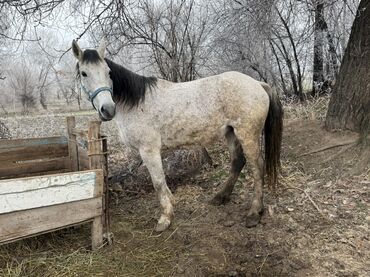 Лошади, кони: Продаю | Кобыла (самка) | Для молока, Рабочий | Мерин — 6