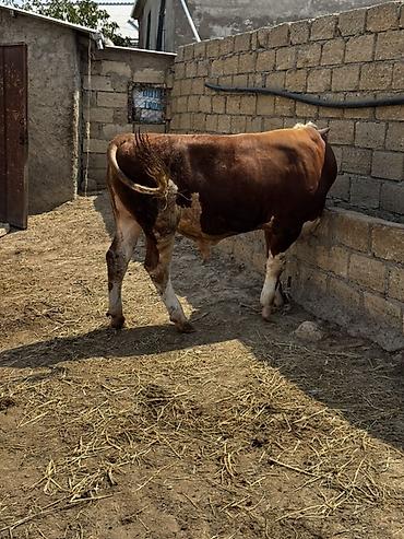 inək: İki baş təmiz qan erkək simmental dana satılır. Böyüyünün 1 yaşı var — 9