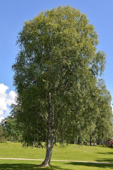 айнек сатылат: Срочно продаю Ёлку и Берёзку большие