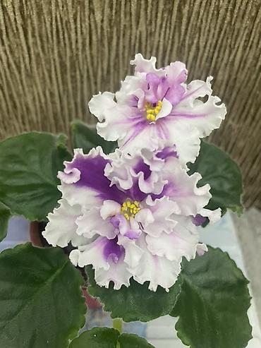 Фиалки и глоксинии: Фиалочки!!! Продам: 1. Укорененные черенки стандартных сортовых — 6