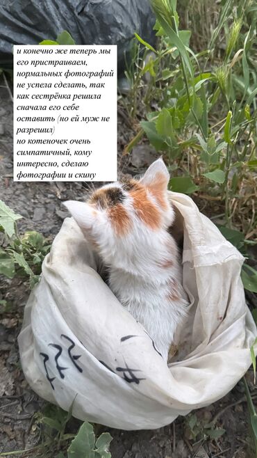 токмок кошки: Кошка даром: Беспородная, 1 месяц, Мальчик