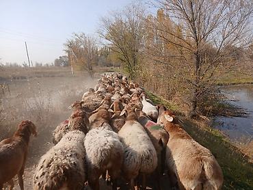 простые куры: Продаю | Овца (самка) | Для разведения — 2