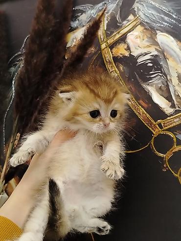 Pişiklər: Şotland — 11