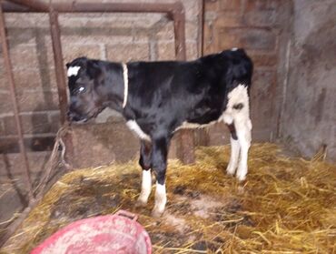 Inəklər, öküzlər: Südlük inəklər - Cins: Qarışıq südlük tip (qara-ağ alacalı və — 10