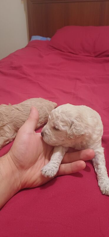 İtlər: Pudel, Dişi, Peyvəndli, Ödənişli çatdırılma — 5