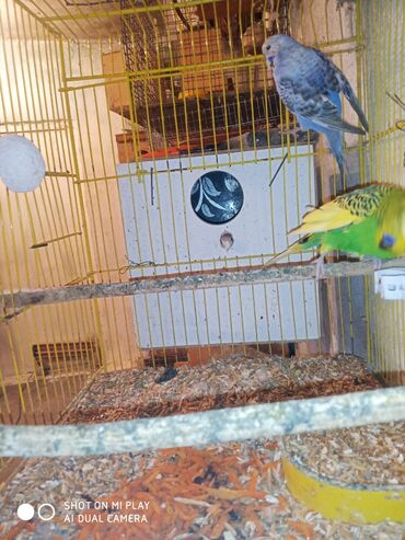 Digər quşlar: Çex cütler satılır papuqaylar təmiz qan vıstıvıcnıy vıstıvka sərgi — 21