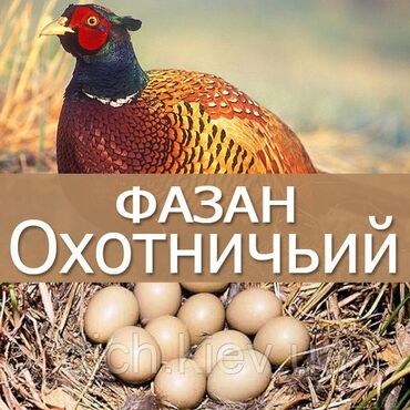 птице ферма: Продаю яйца фазана изумрудный и охотничий