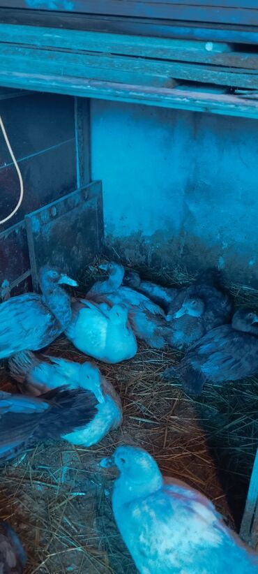 Ördəklər: 3 ay yarımlıq cins lal ördəklər (Lavanda, Krasnodar Macar Kül — 8