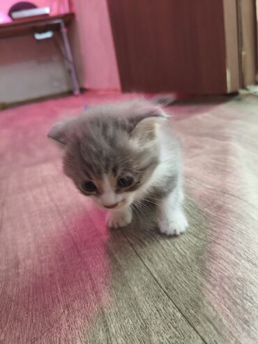 вислоухие котята фото цена: Скотиш Фолд (Шотландиялык шалпаң кулак), 1 айлык, Ургаачы, Ак, Лотокко барууга үйрөтүлгөн, Курттардан тазаланган