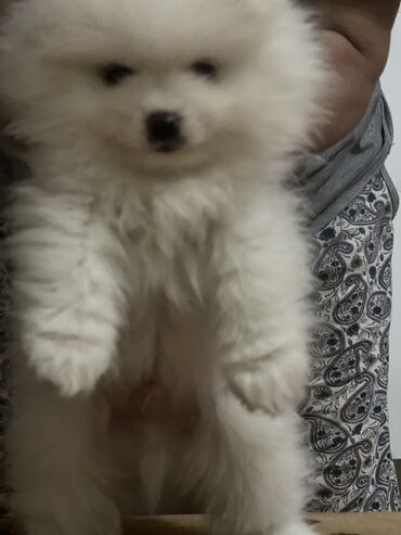 pomeranian spitz: Şpitz, 1 ay, Erkek, Peyvəndli, Ünvandan götürmə