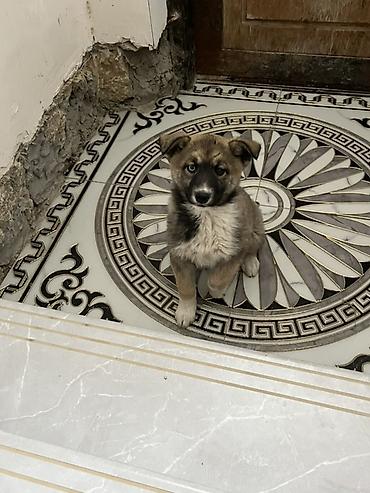 zvanok iti satilir: Akita-inu, 3 ay, Dişi, Ünvandan götürmə — 3