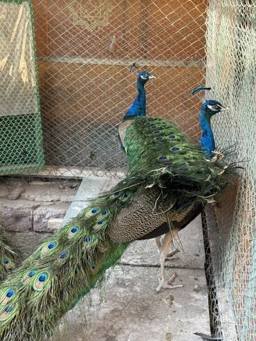 Tovuz quşları: SATILIR‼️ Gəncə ş. Göy rəngli tovuz quşları mövcuddur. Bu quşlar öz — 9