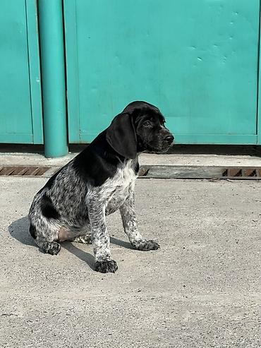 Продажа собак: Продаются щенки курцхаара. Дата рождения: 12 января 2026 г. Порода — 15