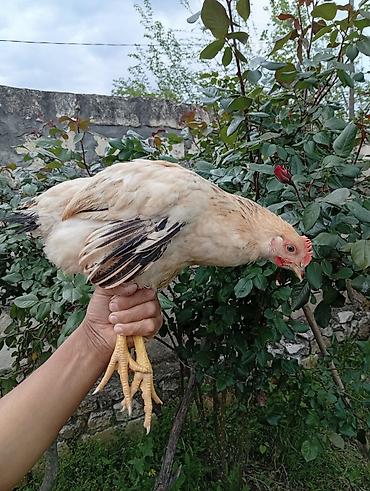 Toyuqlar: Toyuq, Yumurtalıq, Ödənişli çatdırılma -da lalafo.az — 1 Toyuqlar: Toyuq, Yumurtalıq, Ödənişli çatdırılma — 1