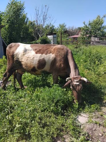 Коровы, быки: Продаю | Корова (самка) | Алатауская | Для разведения, Для молока | Стельные
