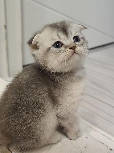 Pişiklər: Skottish Fold balaları - Cins: Scottish Fold (qatlanmış qulaqlı) - — 10