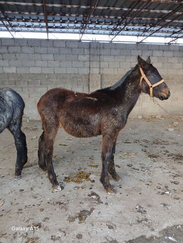 Другие с/х животные: ТАЙЛАР сатылат баасы 58 000 сом денсоолугу зынк at lalafo.kg — 8 Другие с/х животные: ТАЙЛАР сатылат баасы 58 000 сом денсоолугу зынк — 8