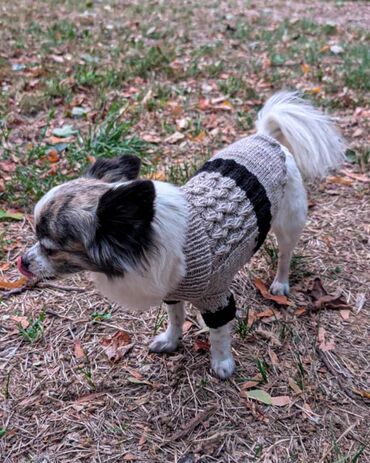 Oprema za kućne ljubimce: KlotGoget pleteni džemper LUKI za male i velike pse * Ručni rad od — 8