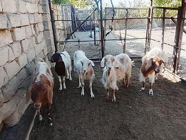 Keçilər, çəpişlər: Salamlar 5 baş dişi sağlam keçiler satilir bezileri boğazdir ama ki — 1